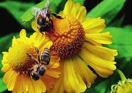 Продам бджоли (Карніка, Карпатка)