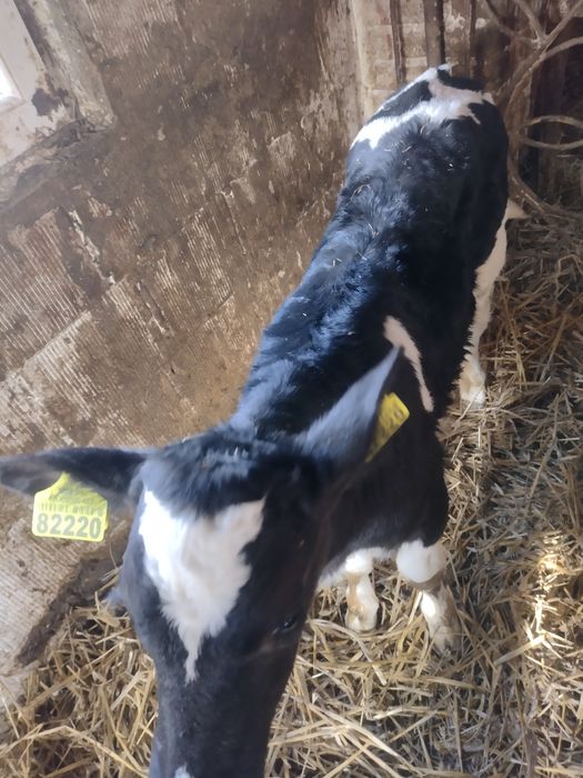 Ciele byczek mieszaniec