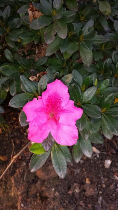 200 Azaleas