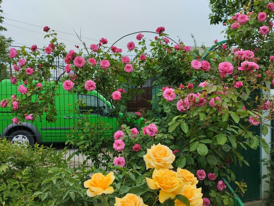 Троянда сортова плетиста Саджанці плетистой сортовой розы