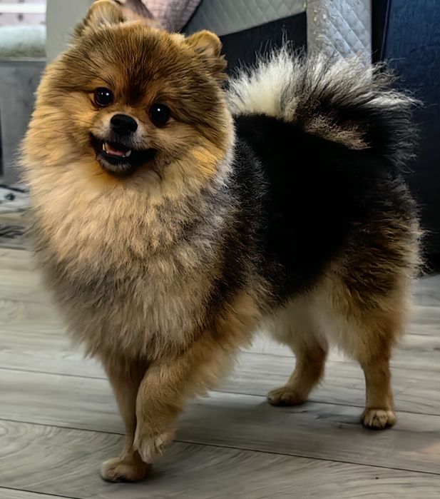 Szpic miniaturowy Pomeranian