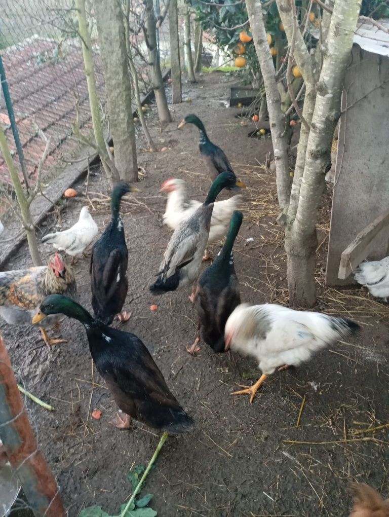 Patos corredores