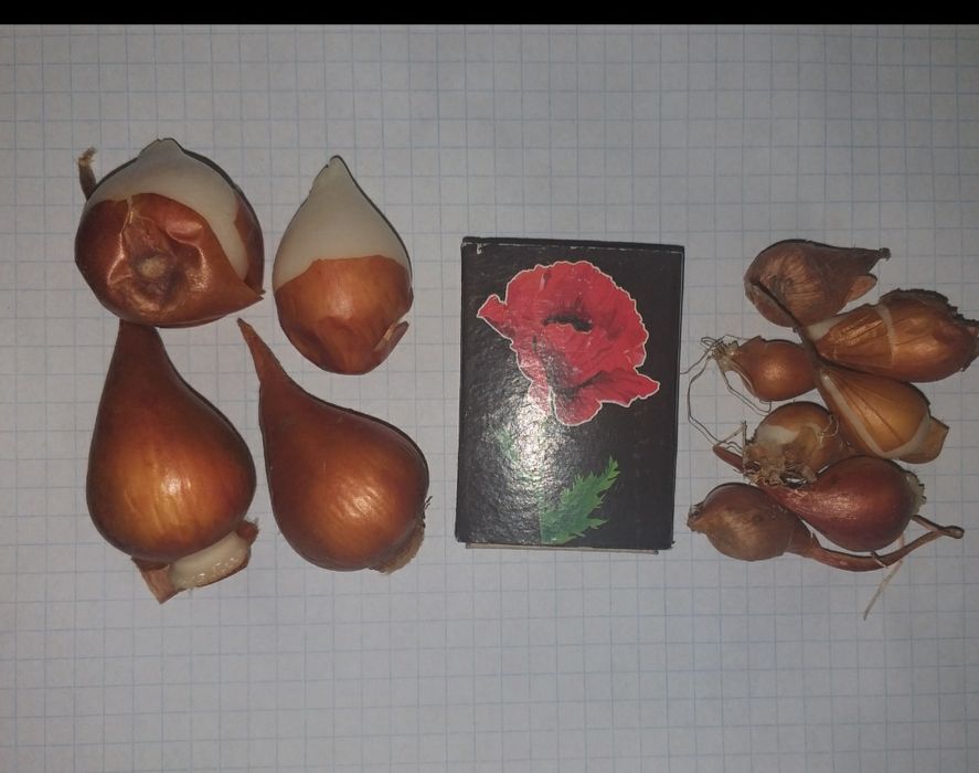 Продам домашні цибулини тюльпанів (луковицы тюльпанов)