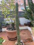 Cacto Cereus Hildmannianus