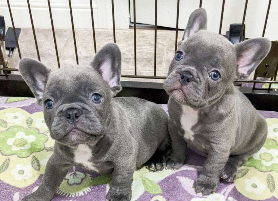 Маленькі розкішні  хлопчики