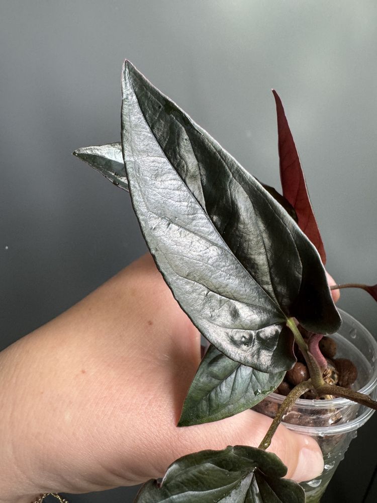 Syngonium Erythlophylum Brokatowe/Botaniczne