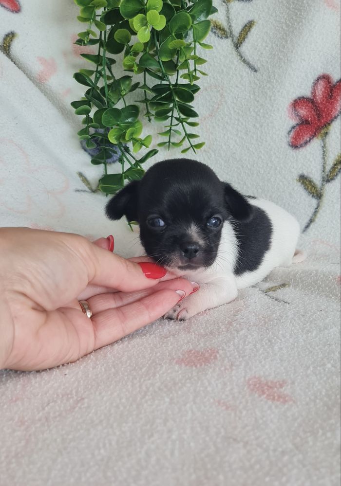 Excelente menino chihuahua/chiuaua linhagem Russa.Qualid