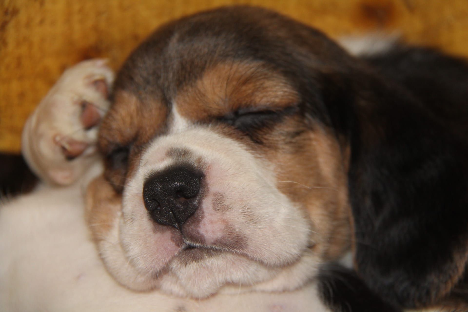 Cachorro Beagle com Lop e Afixo