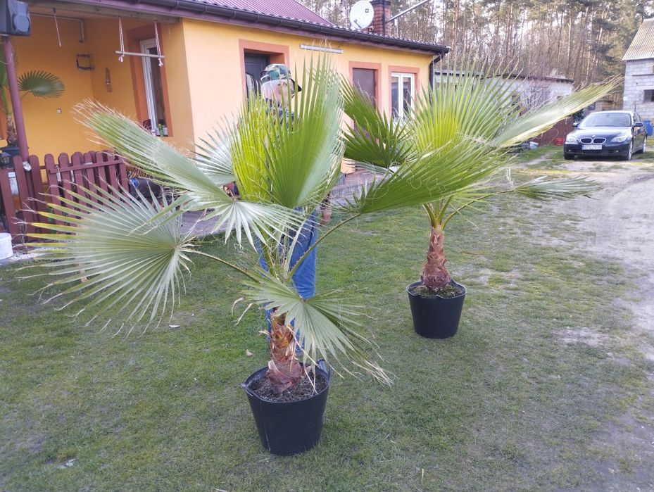 Palma Washingtonia robusta ok 180cm