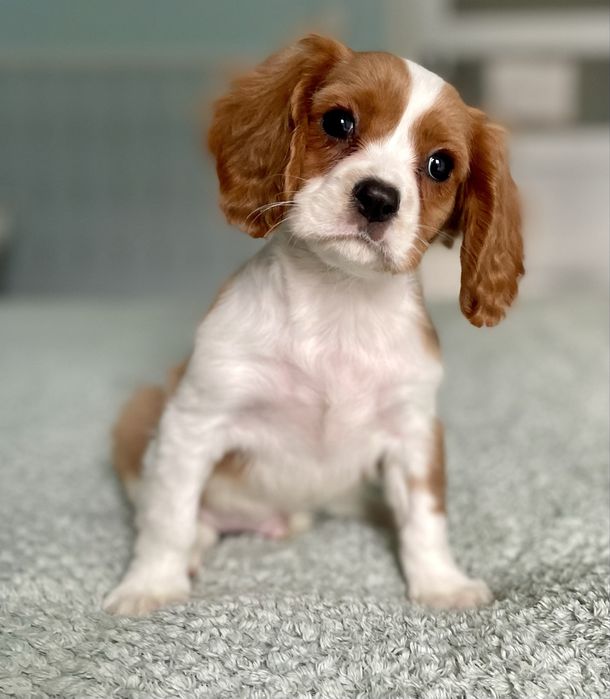 Cavalier king charles spaniel/samiec