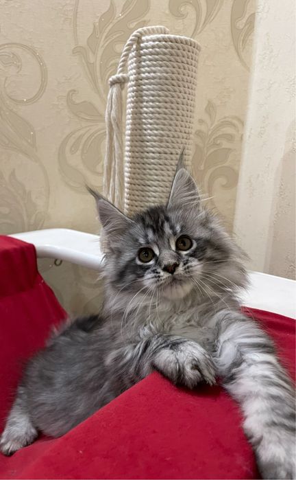 Дівчинка чорний мармур на сріблі