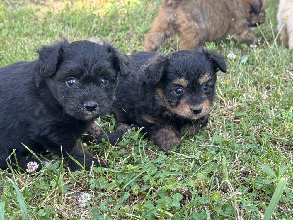 Pomapoo hybryda pudel miniaturowy pomeranian nie maltipoo