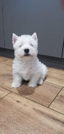 West Highland White Terrier