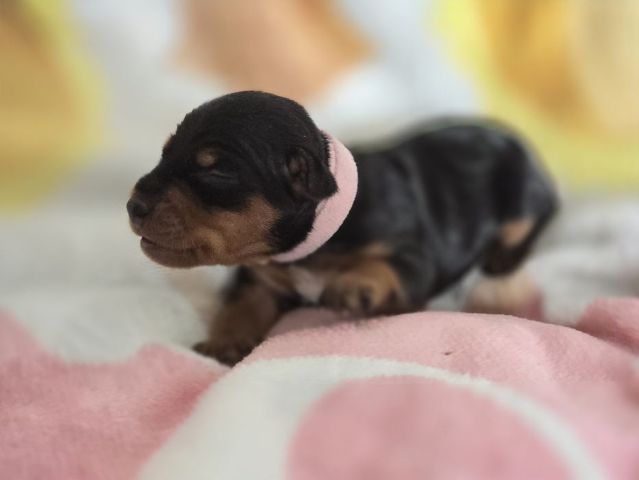 Pinczer miniaturowy