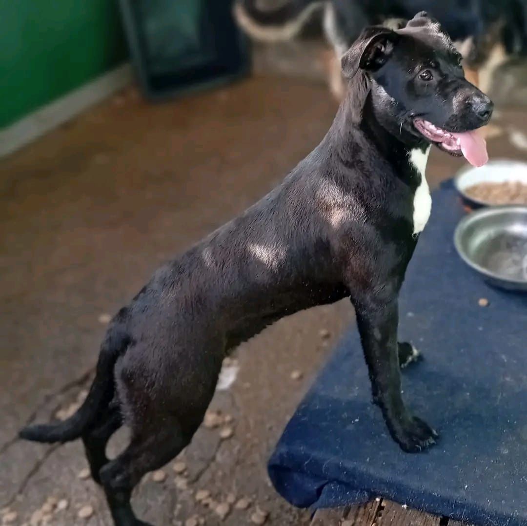 Cachorras cruzadas de labradoras para adoção responsável