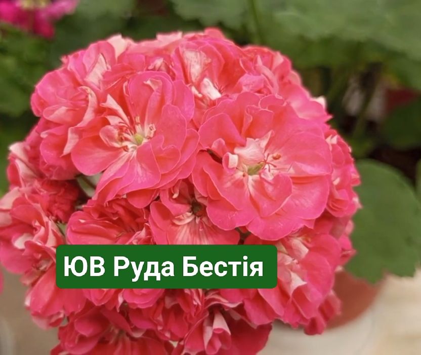 Пеларгонія сортова