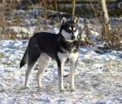 TILA ok. roczna sunia w typie husky do adopcji