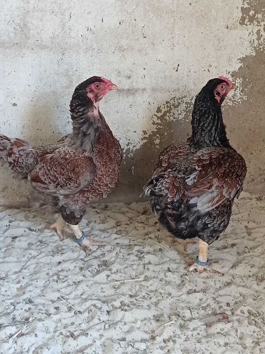 TOP 10 CORNISH azuis e pardos