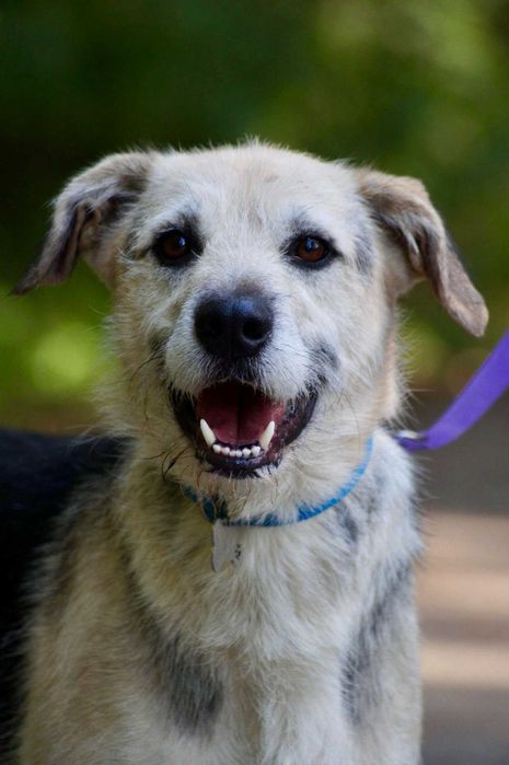 Do adopcji młody, średni, przyjazny pies o jasnym umaszczeniu