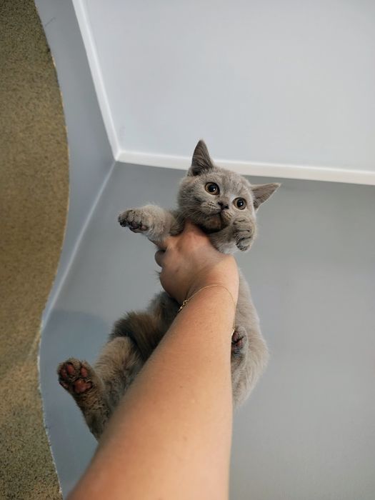 Piękna koteczka Brytyjska liliowa gotowa do odbioru