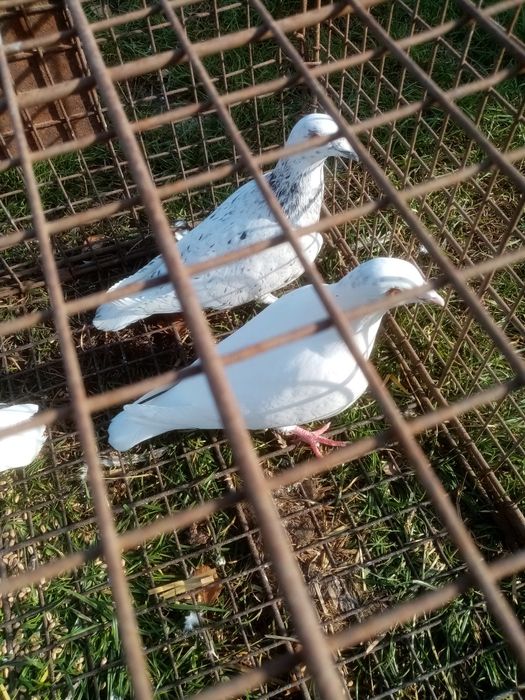 Sprzedam gołębie różne rasy