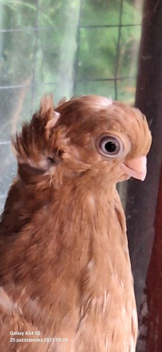 Wywrotek Mazurski żółta samiczka