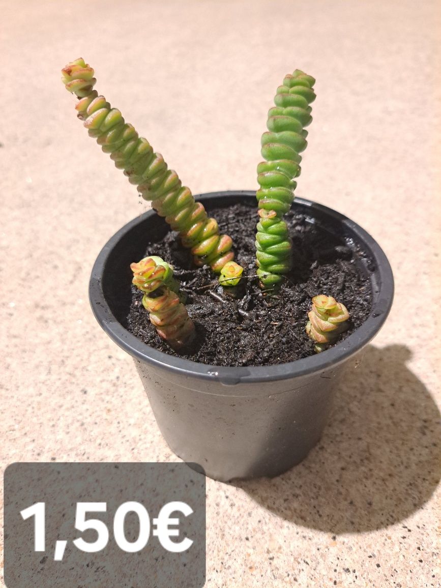 Plantas suculentas