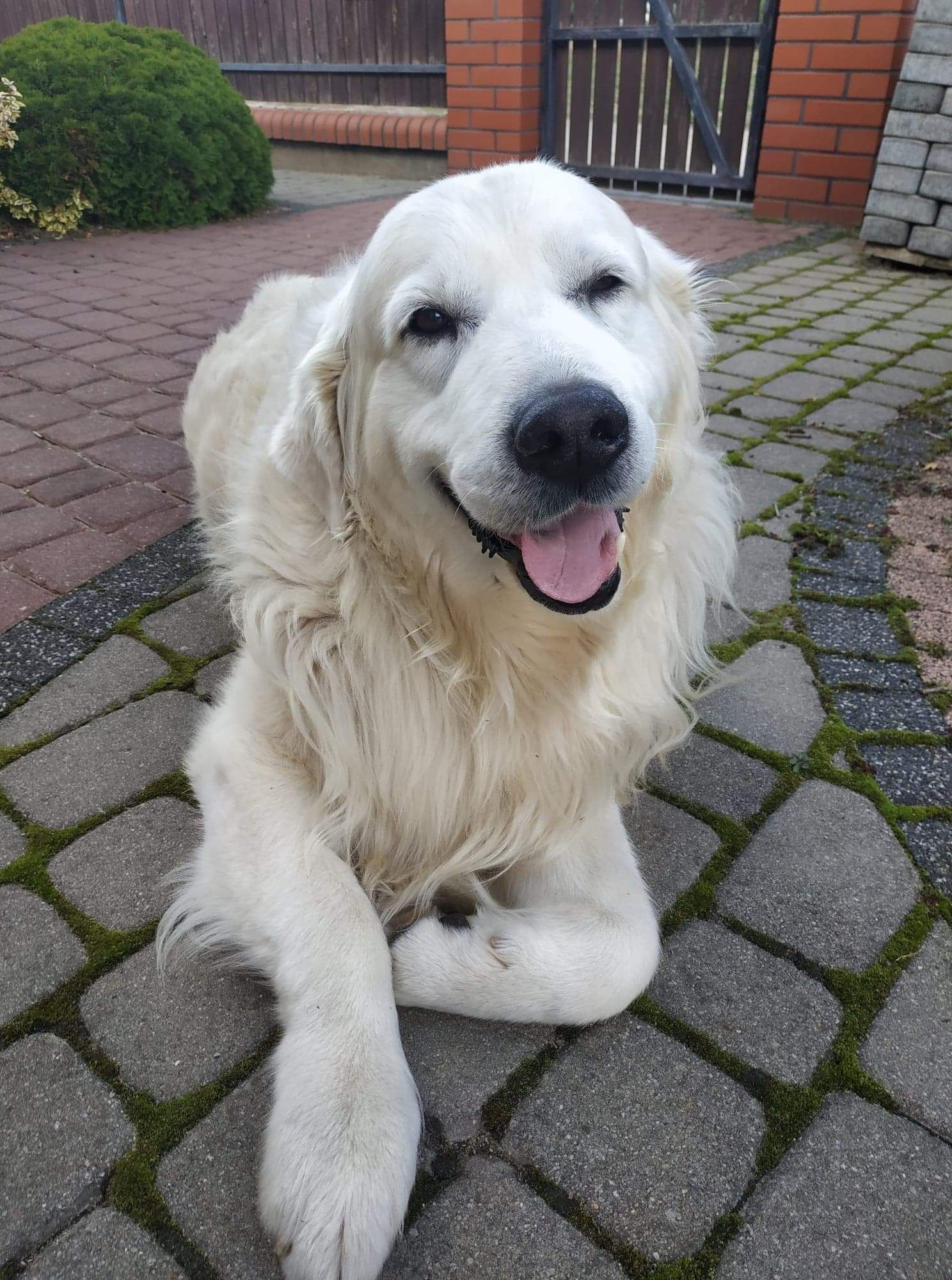 Avanti - golden retriever do adopcji