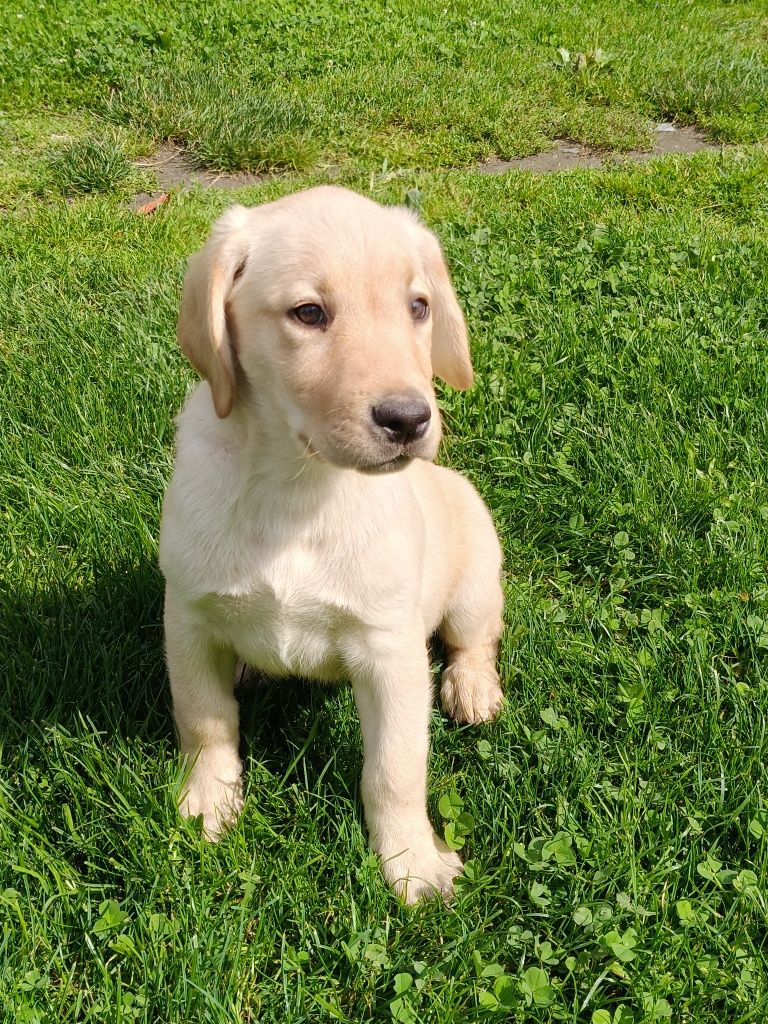 Labrador retriever szczeniak
