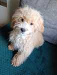 Maltipoo śliczny piesek