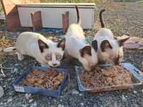 Gatos para adoção
