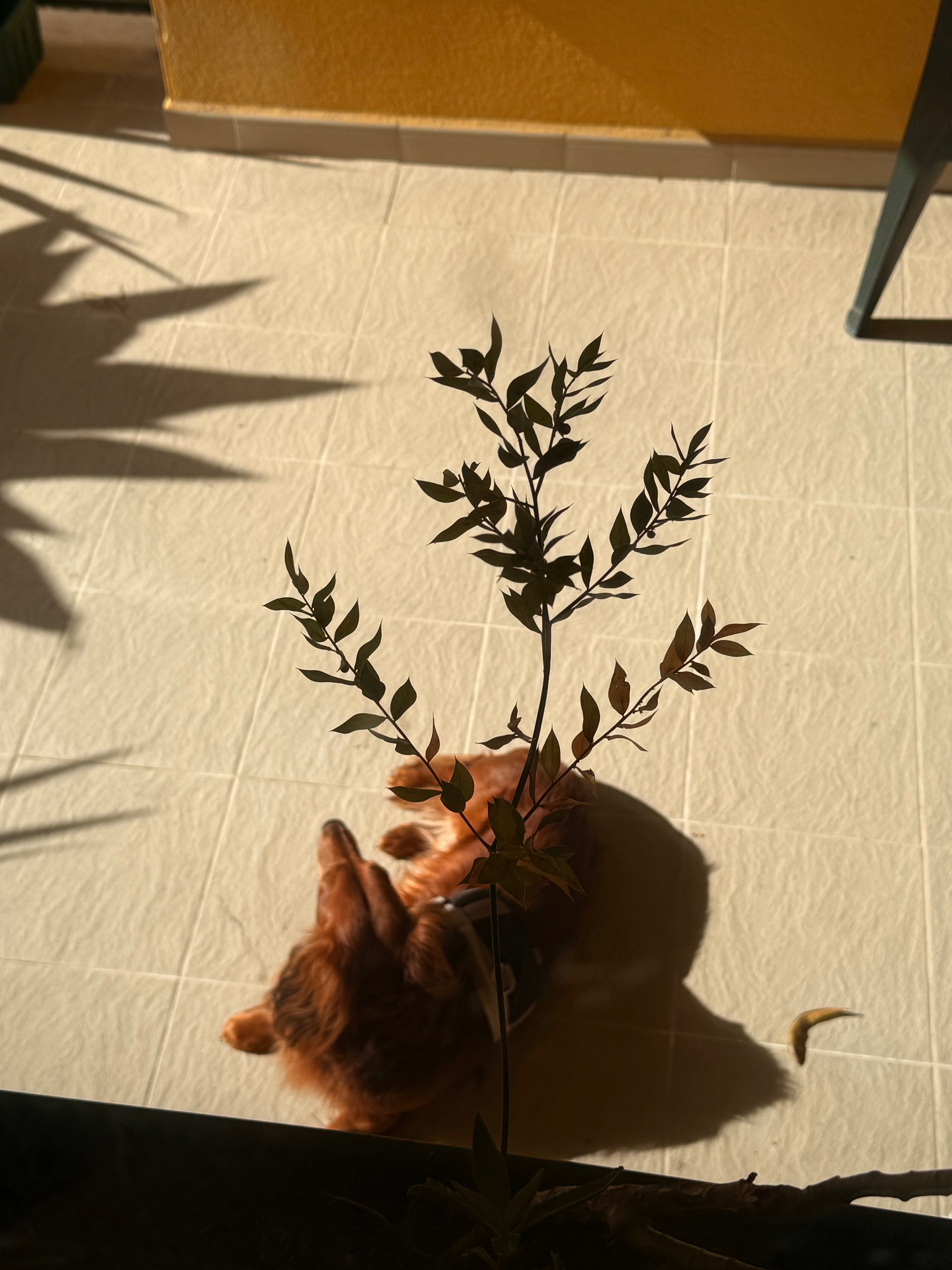 Cuido dos seus animais de estimação