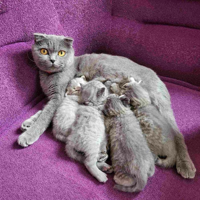 Відкриваємо бронь на шотландських кошенят