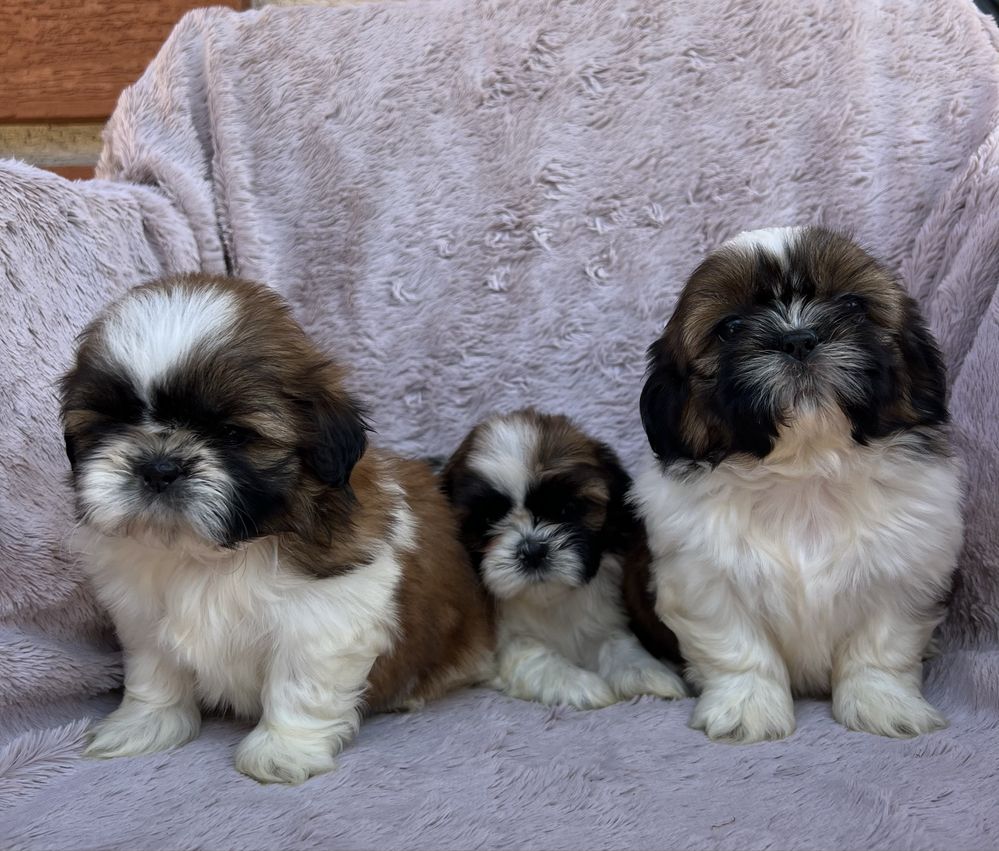 Suczka SHIH TZU Żyrardów