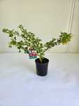 Agrest czerwony (Ribes uva-crispa)