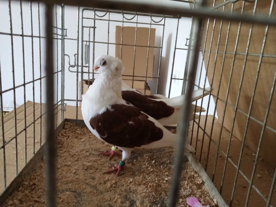 Gołębie Ozdobne Mewka Mewki