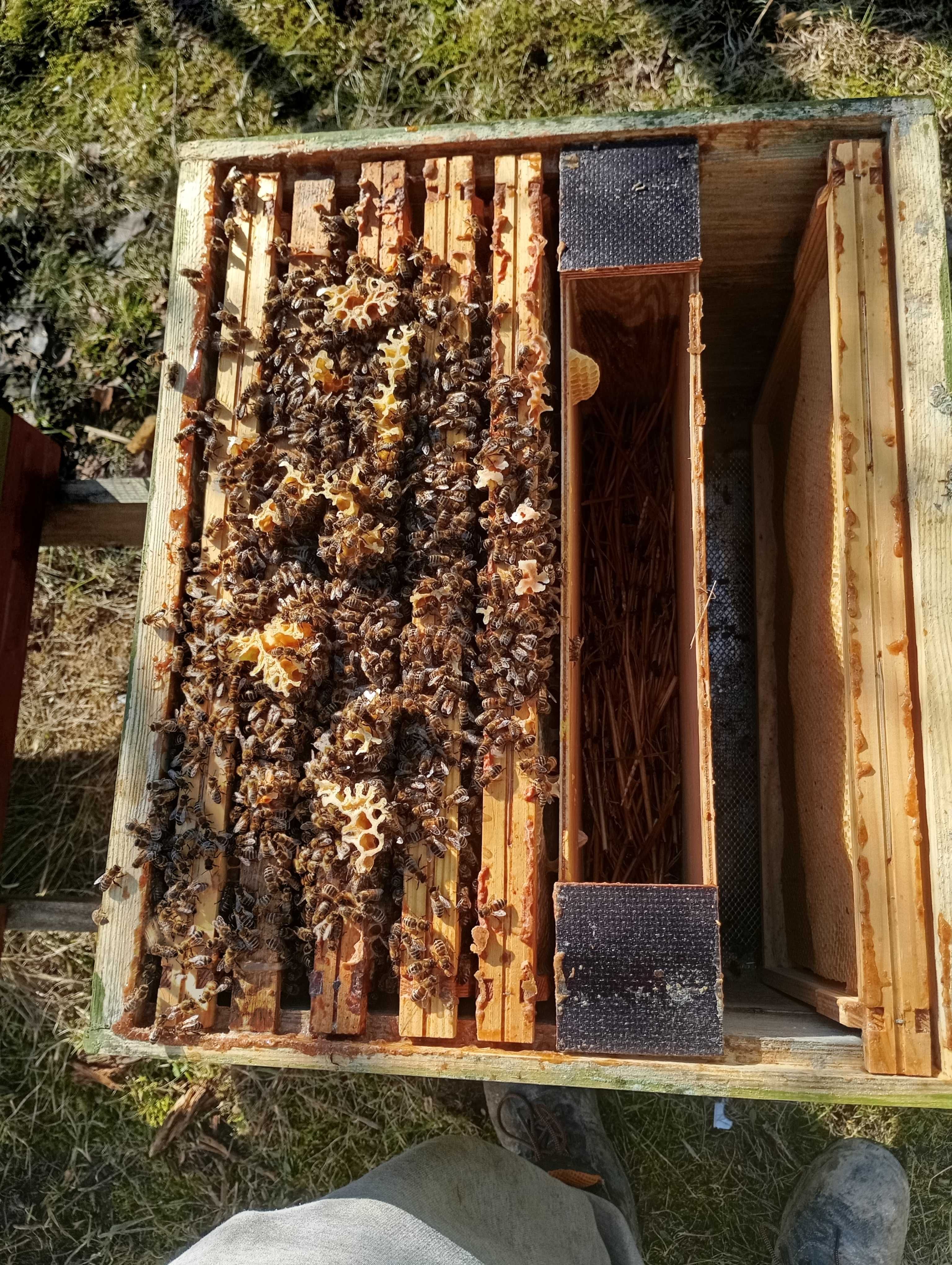Pszczoły, odkłady dadant