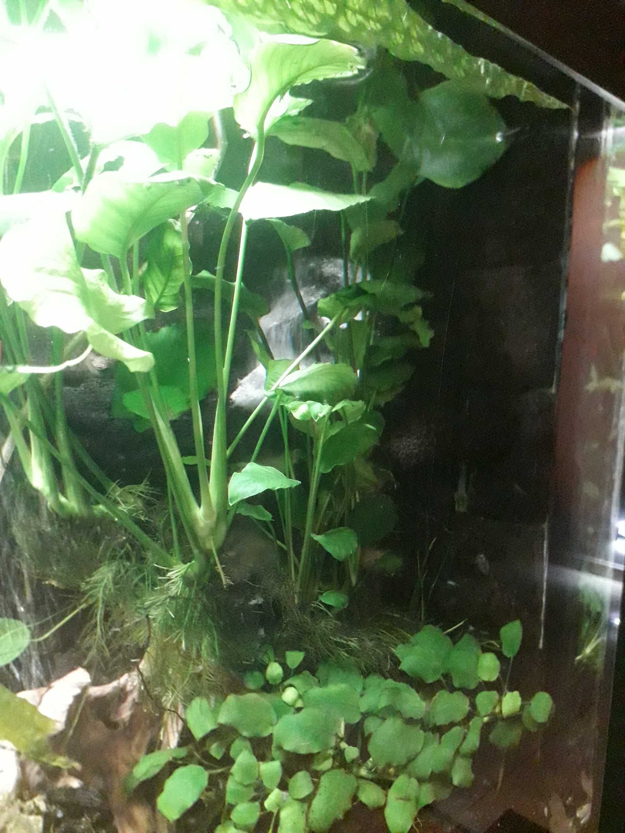 Anubias roślina akwariowa