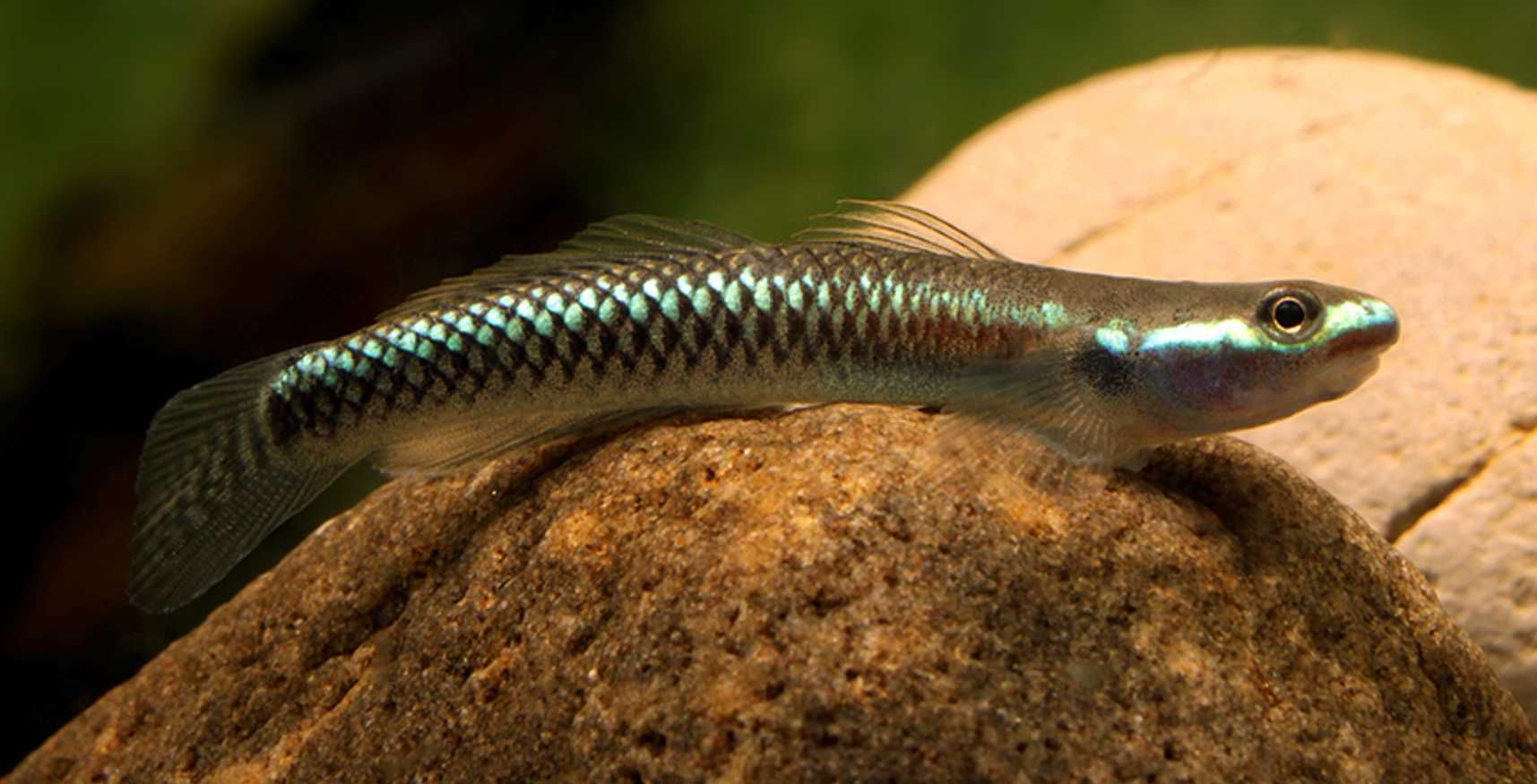 Babka semoni - Stiphodon semoni - dowozimy, wysyłamy