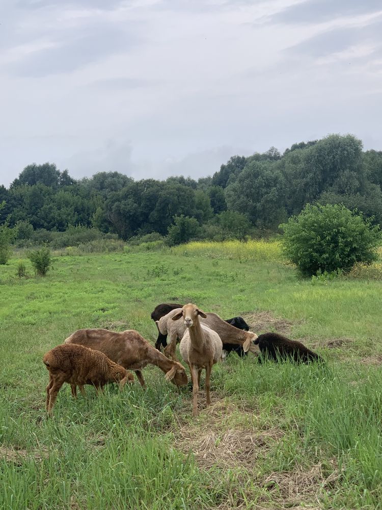 Продам вівці, барани, гіссари, дорпер