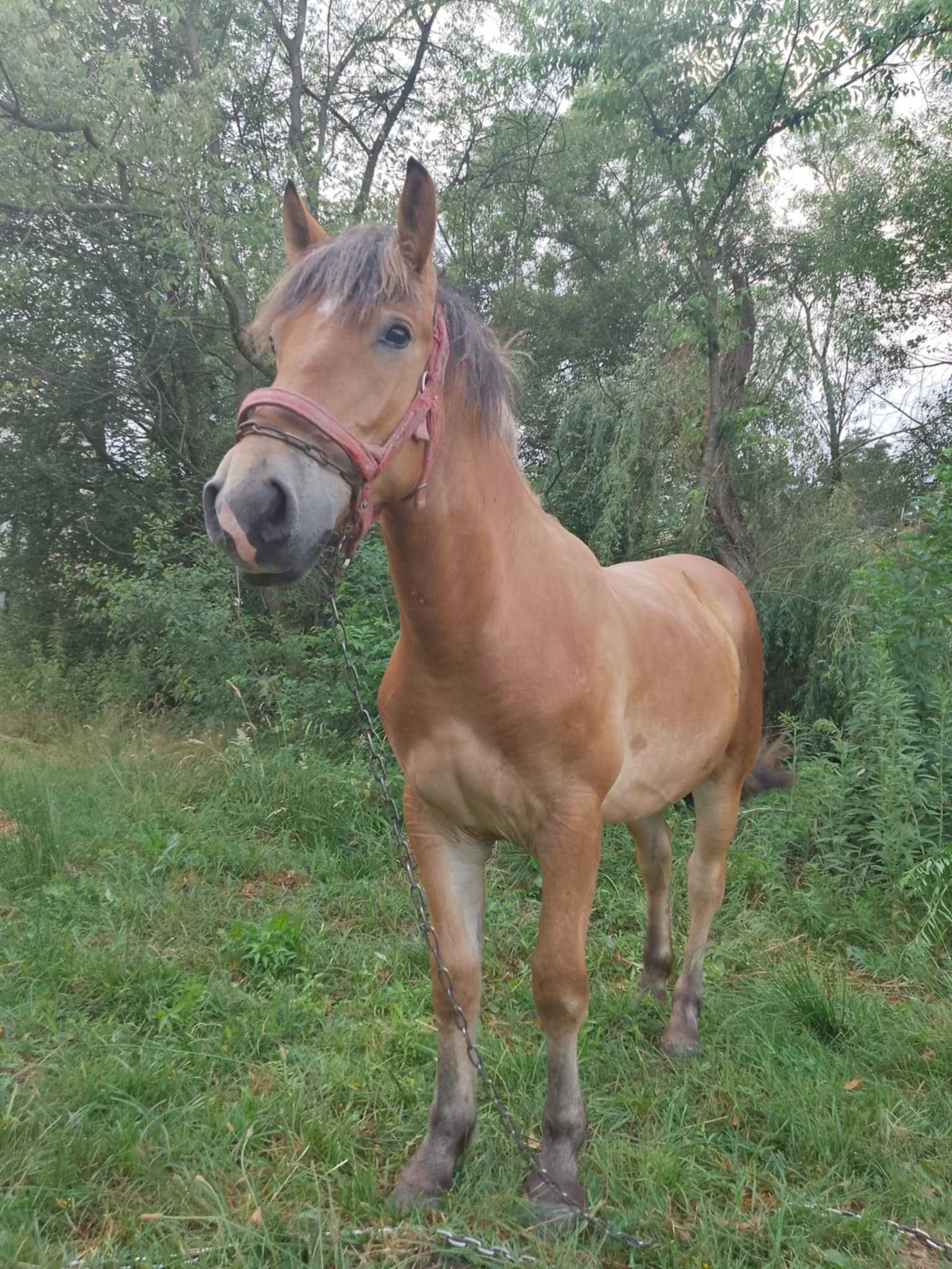 Zrebica zimnokrwista