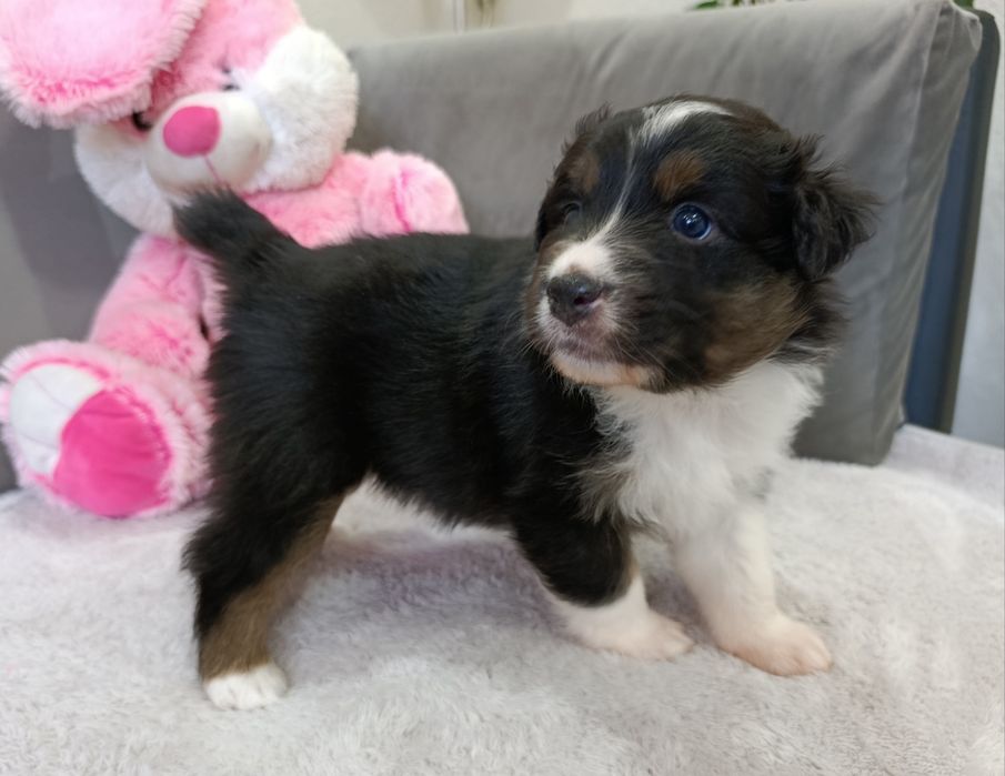 Owczarek australijski typ amerykański aussie szczeniak krótki ogonek