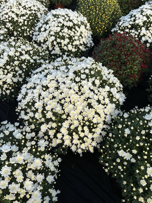 Chryzantemy drobnokwiatowe Szczecin