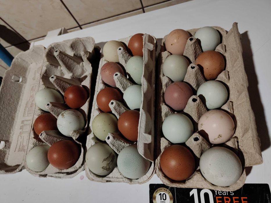 Jaja lęgowe mix kolorów