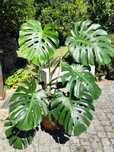 Plantas Montera Deliciosa / Costela de Adão grandes