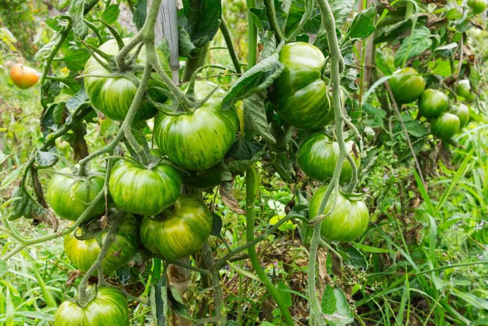 Sementes tomate green zebra