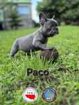Buldog Francuski niebieski/blue piesek Paco