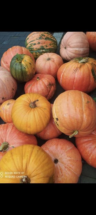 Dynia jadalna ozdobna halowennd