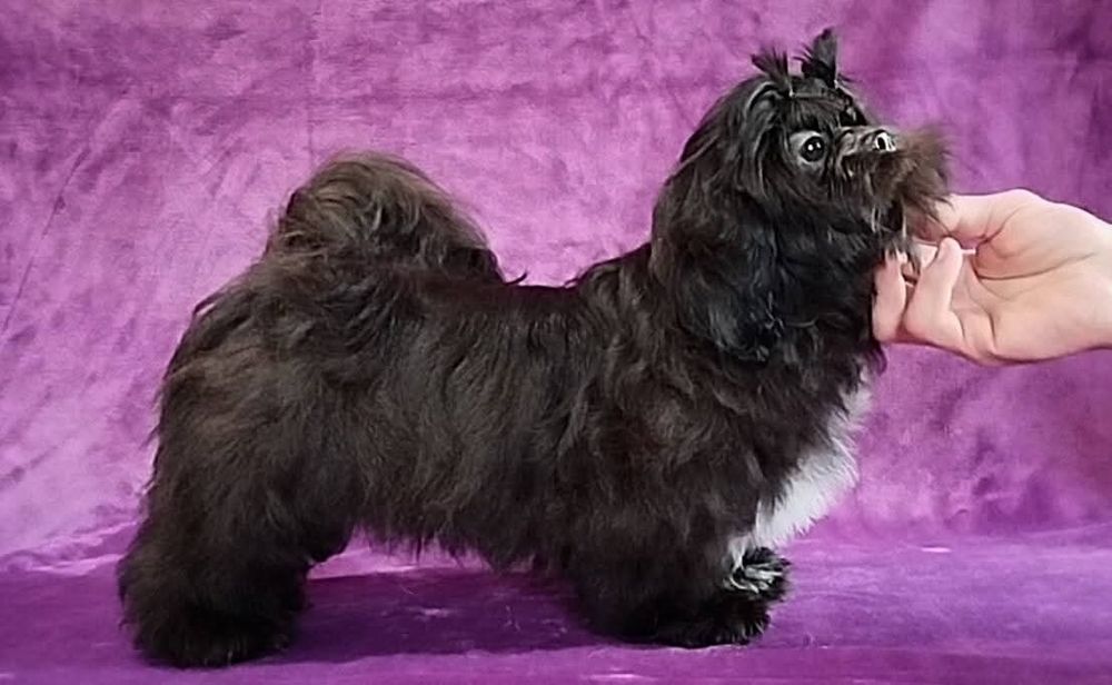 Девочка ши тцу FCI