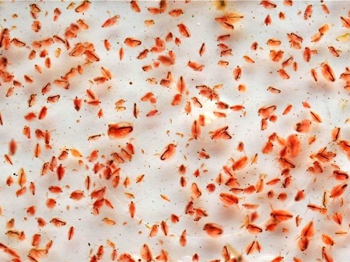 Dafnias - Alimento vivo para peixes